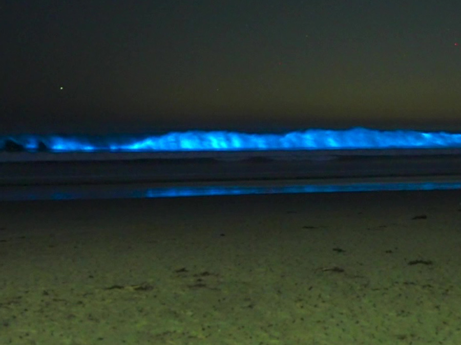bioluminescence_la_jolla_shores_030222.jpg