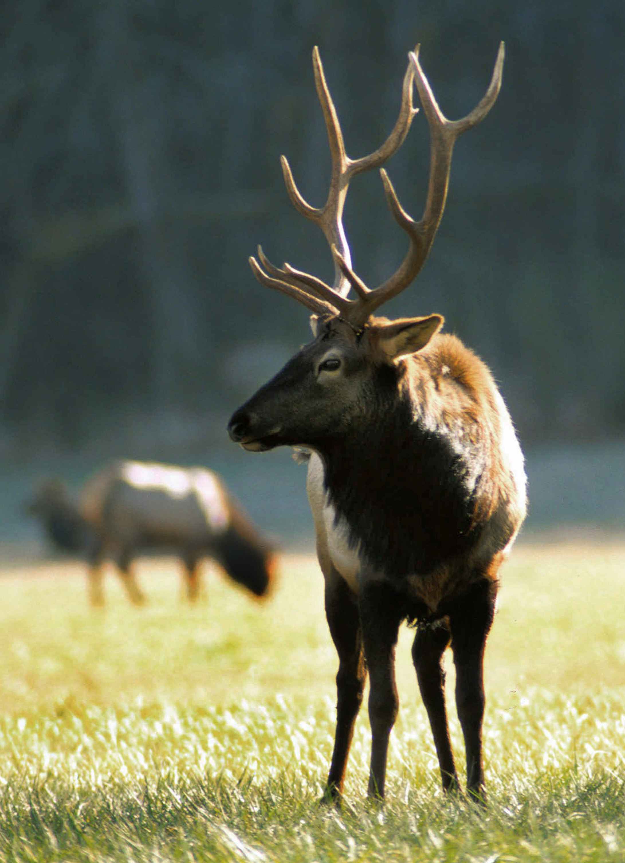Elk Complaint