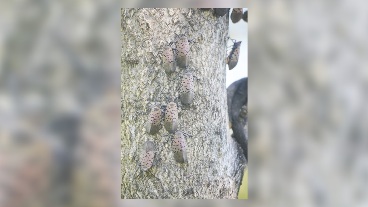 Residents in New Jersey under quarantine because of invasive bug, officials say
