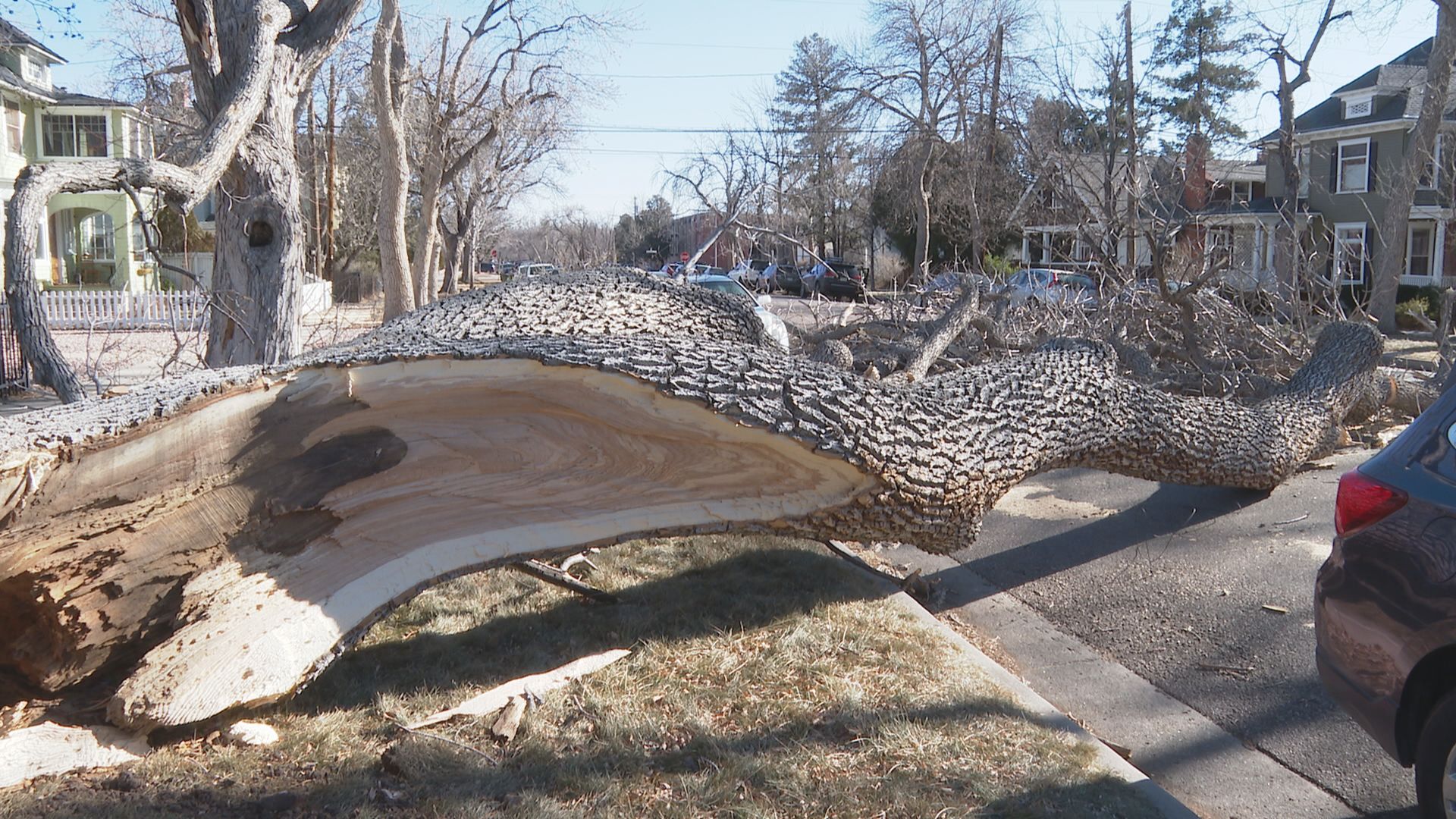 downed tree