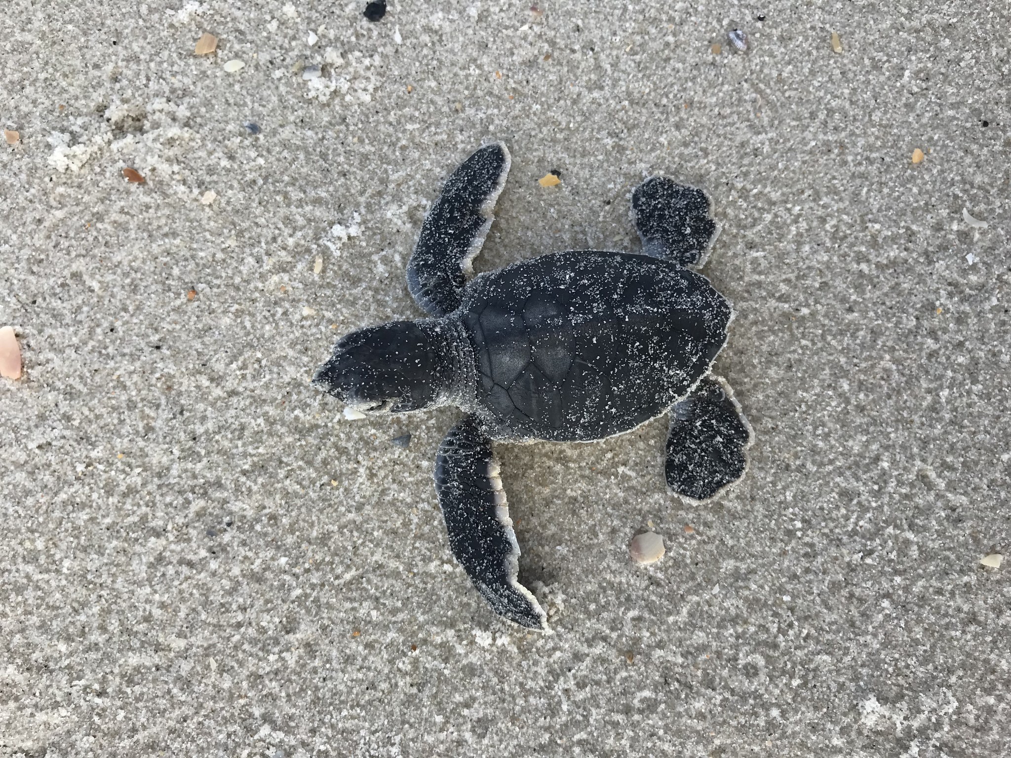 Sea Turtle.jpeg