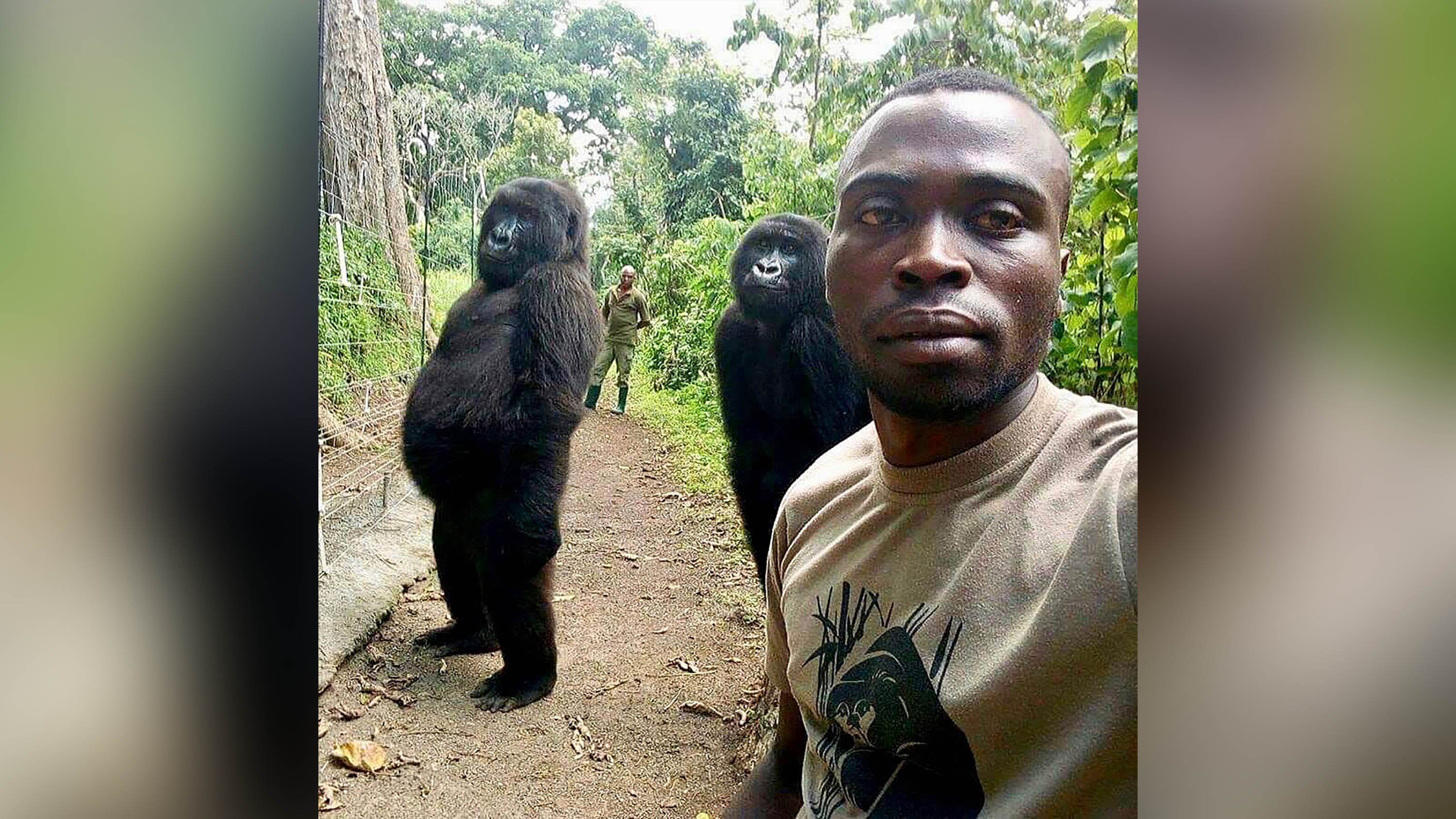 Gorillas Pose With Ranger