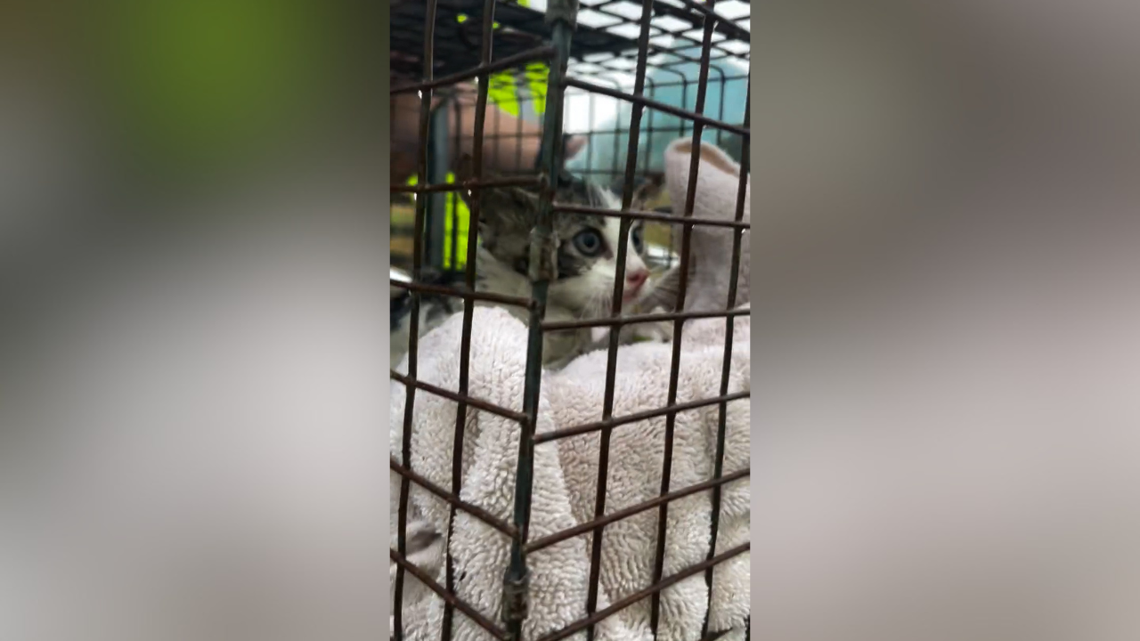 Kitten rescued from Ocala storm drain.png