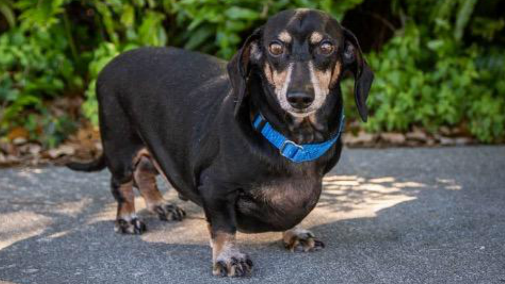 Harley pet of the week