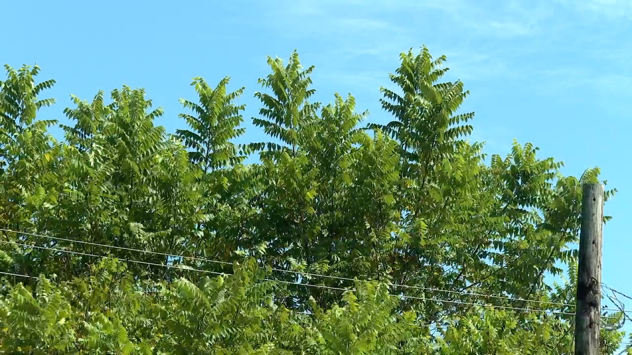 tree of heaven 1.jpg