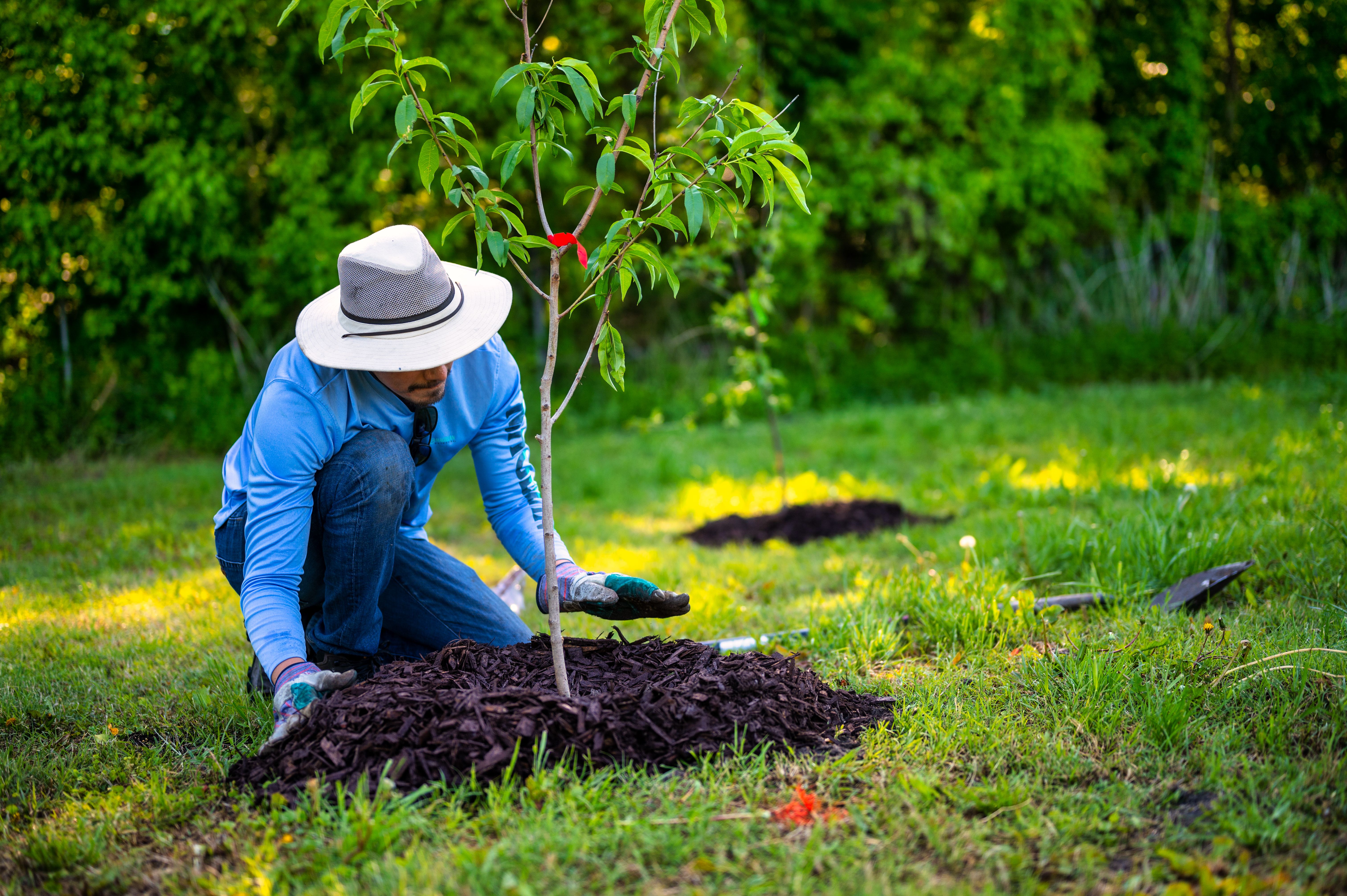 Planting Tree
