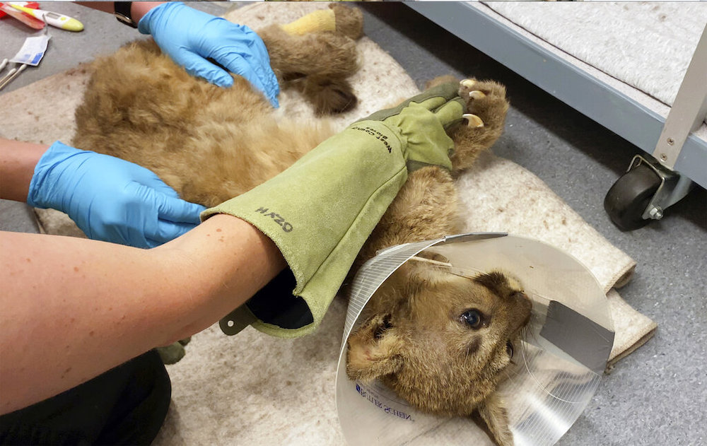 Rescued Mountain Lion Cub