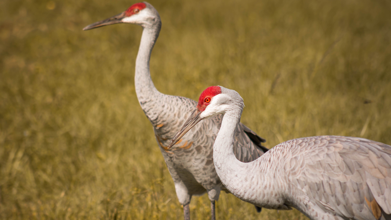 sandhill cranes.png