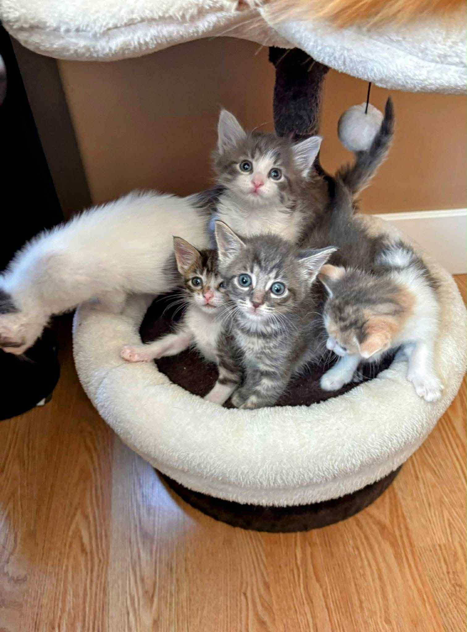 Harbor Humane kittens