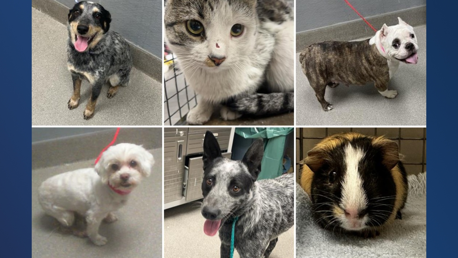 Animal Foundation late 2023 lost pets