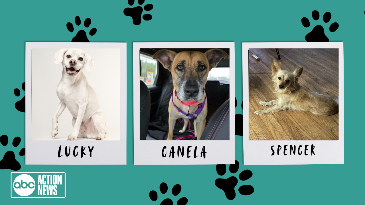 Rescues in Action 6/7