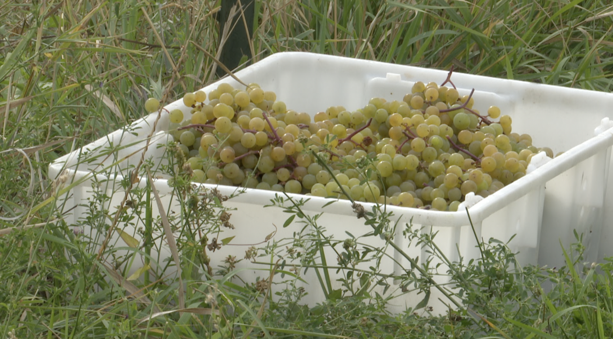 2024 Ten Spoons Vineyard Volunteer Grape Picking