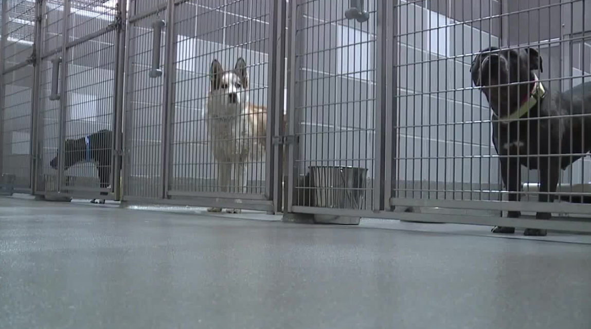 Vegas area shelters face 'critical space crisis' 