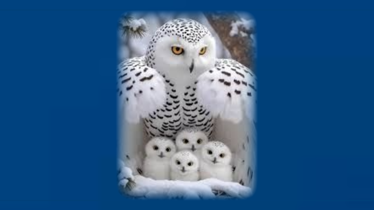 Debra Rose (Palmer) Klingerman
June 5, 1959 ~ November 6, 2025