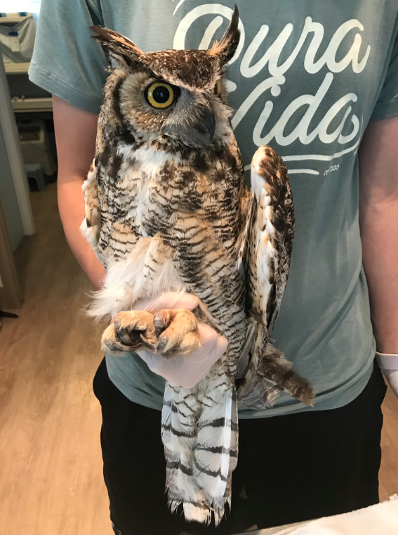 CPW saves owl from fishing line 