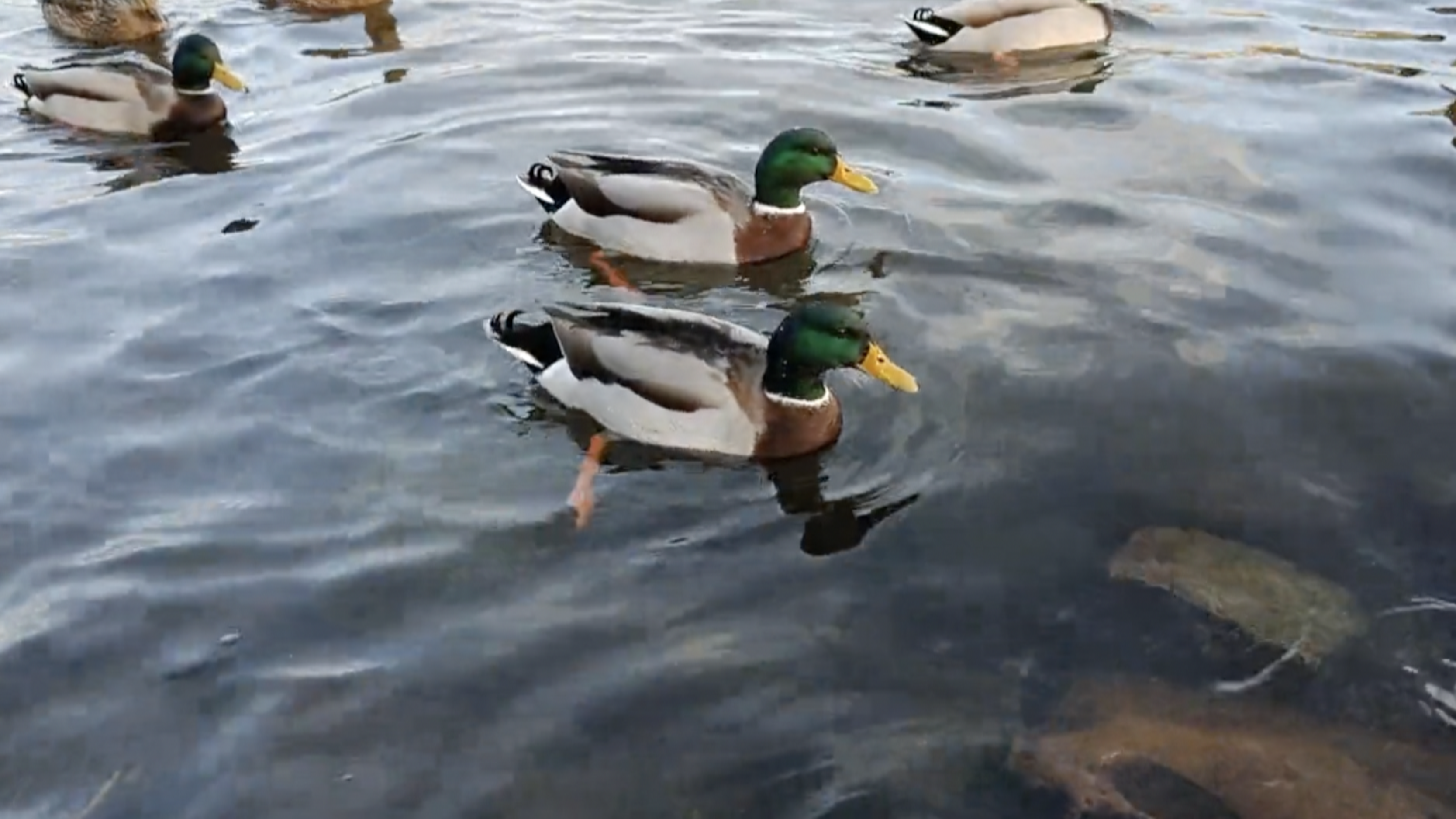 DUCK