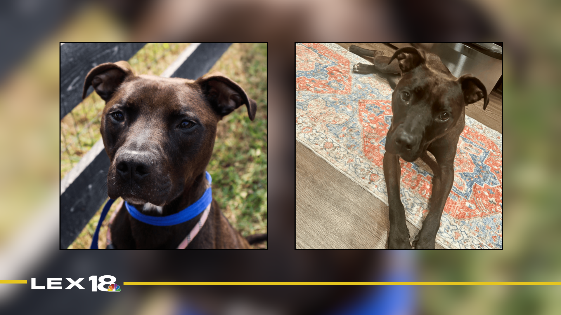 Featured Image Custom Edit (1).png