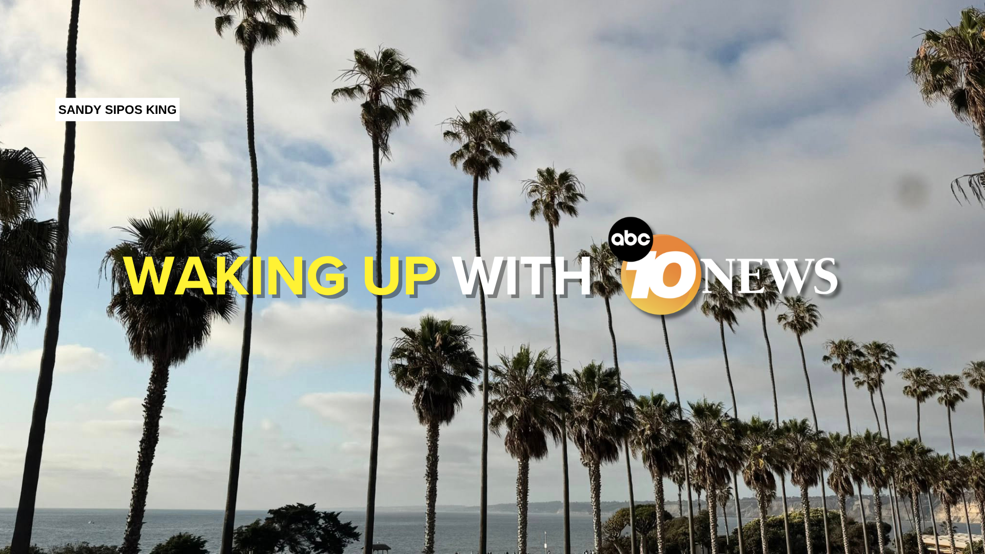 newsletter_sandy_sipos_king_la_jolla_palm_trees_061925.png