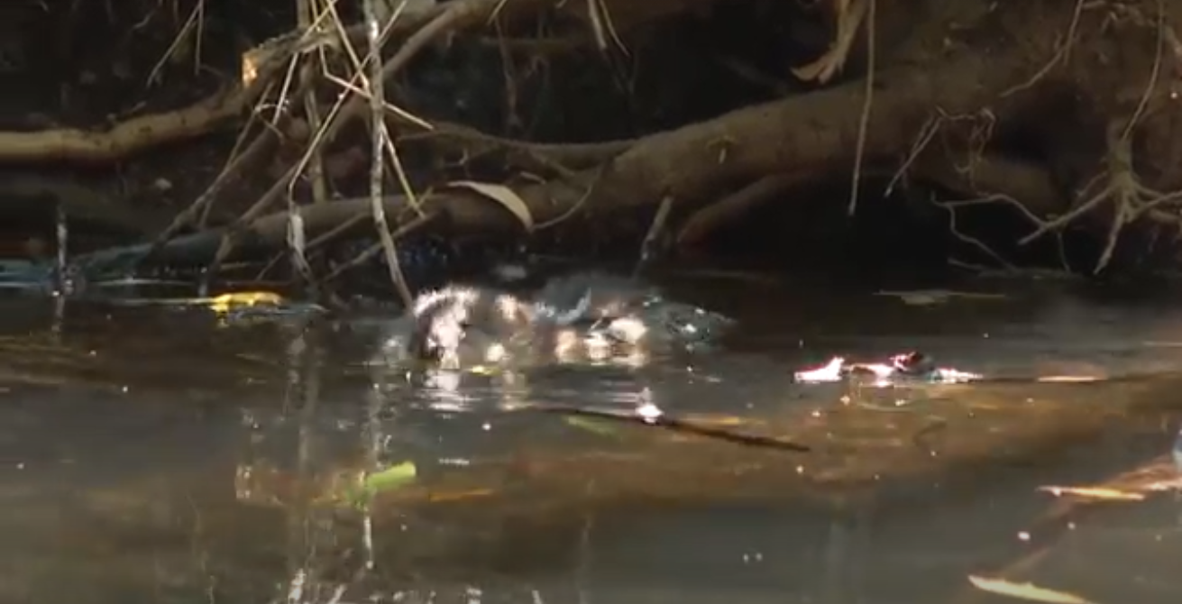 beaver.PNG