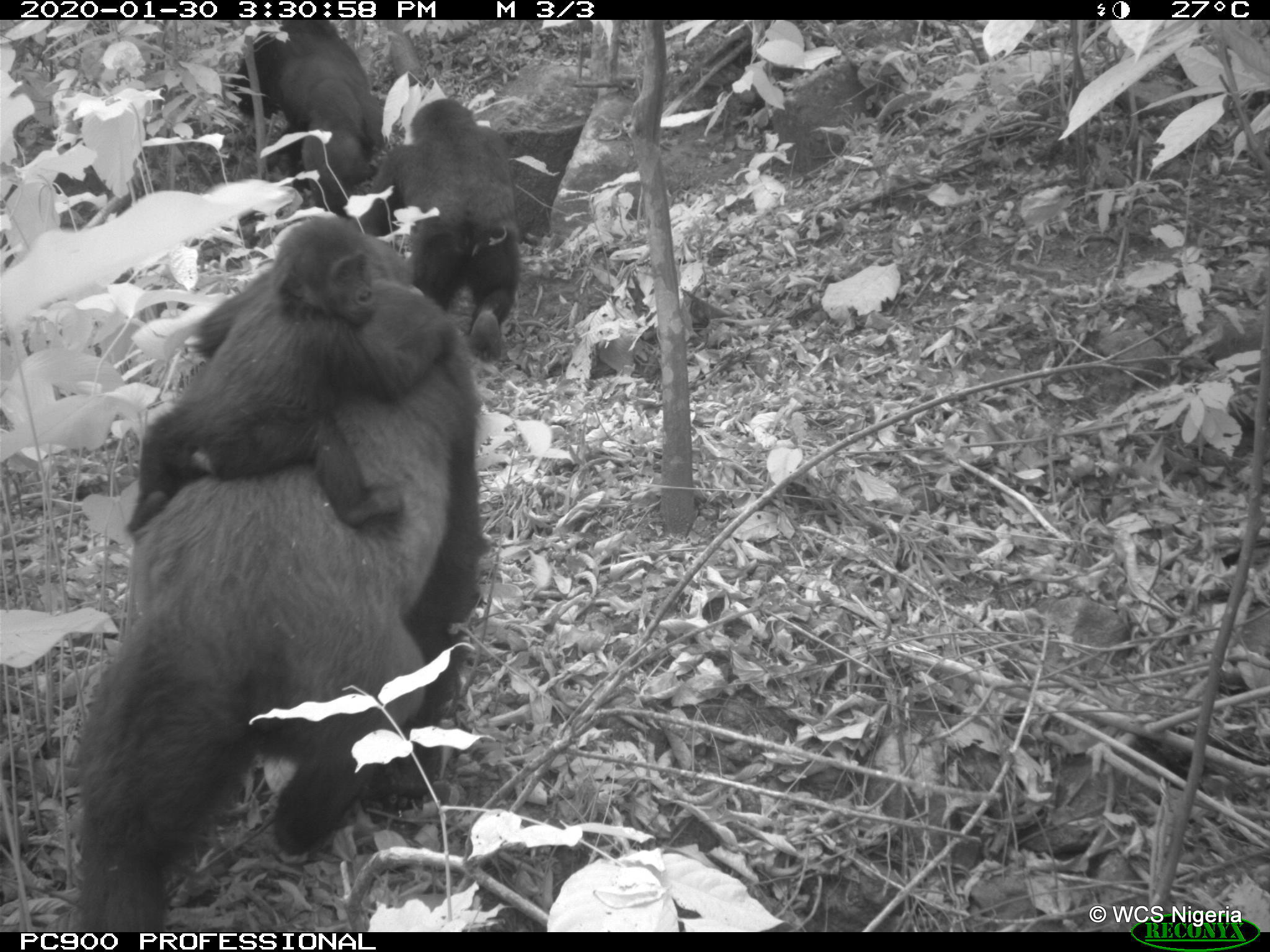 Why these adorable photos of gorillas are causing such a commotion