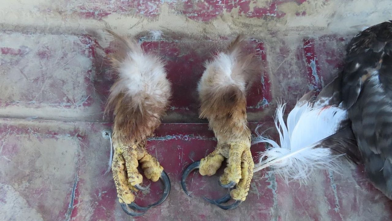 Eagle Claws