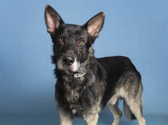 Arizona Humane Society 8-10.jpeg