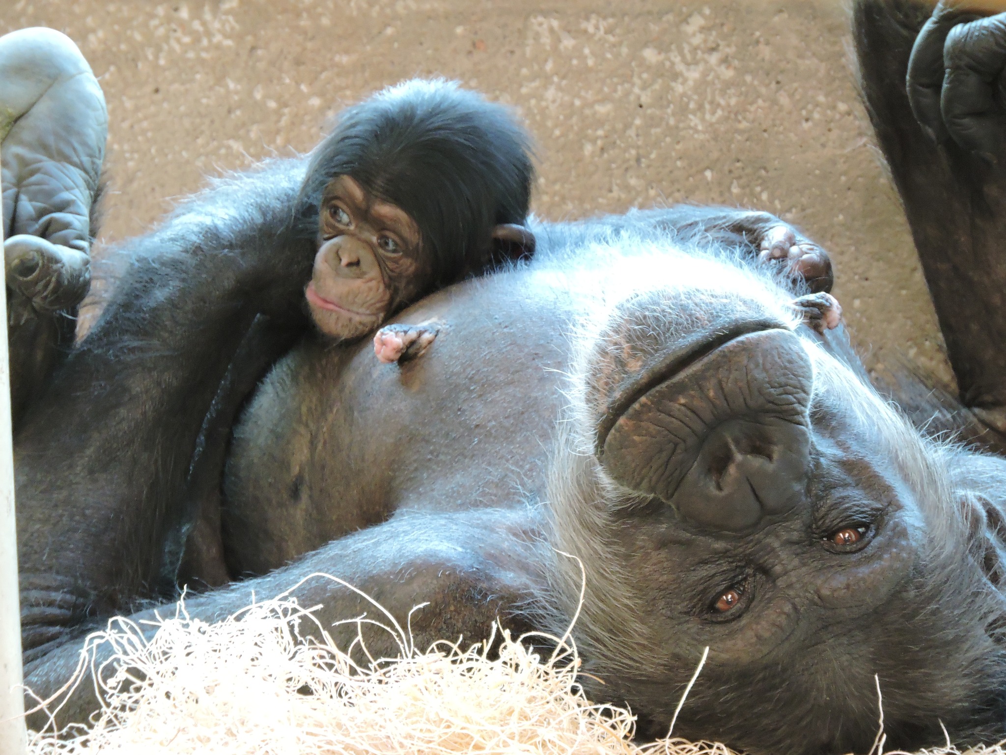 Detroit Zoo Chimpanzee