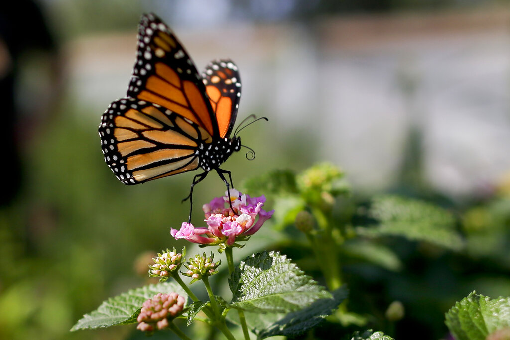 Monarch Butterflies Near Extinction
