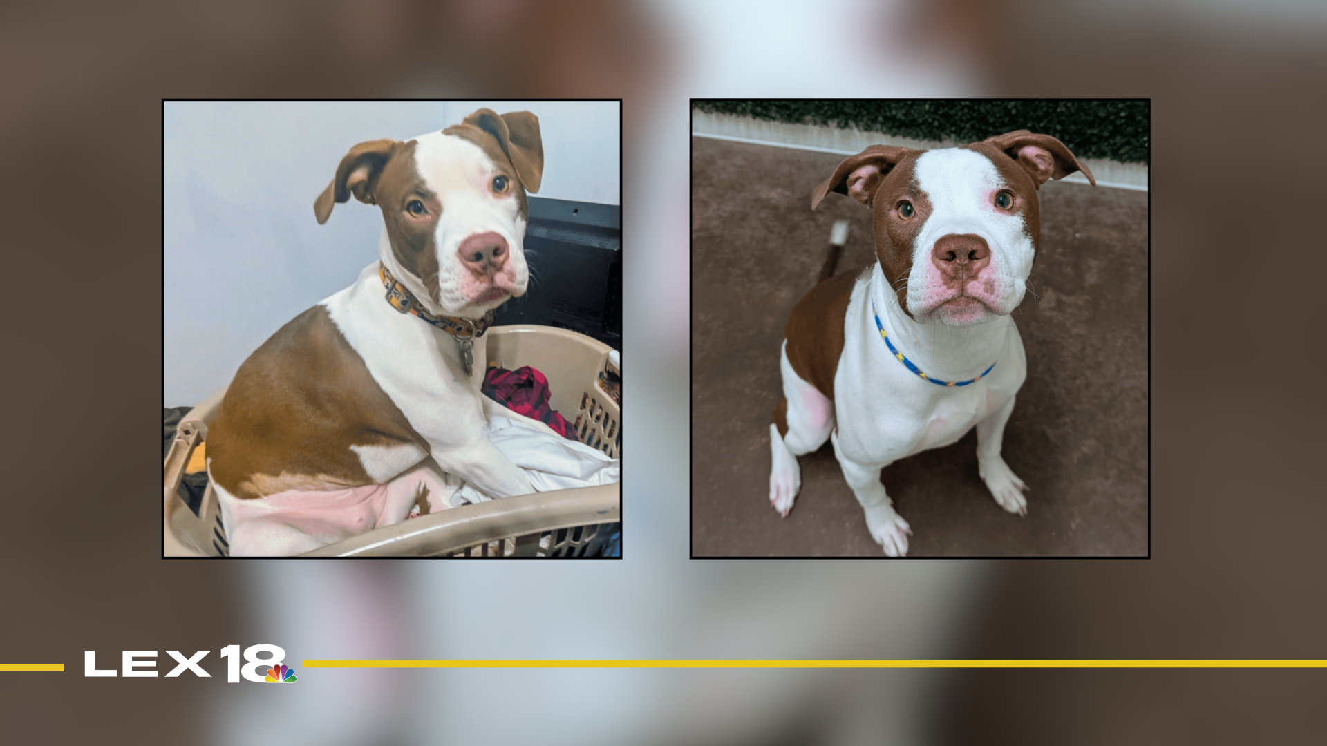 Featured Image Custom Edit (22).png