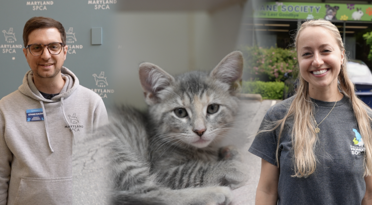 Affordable options for pet parents