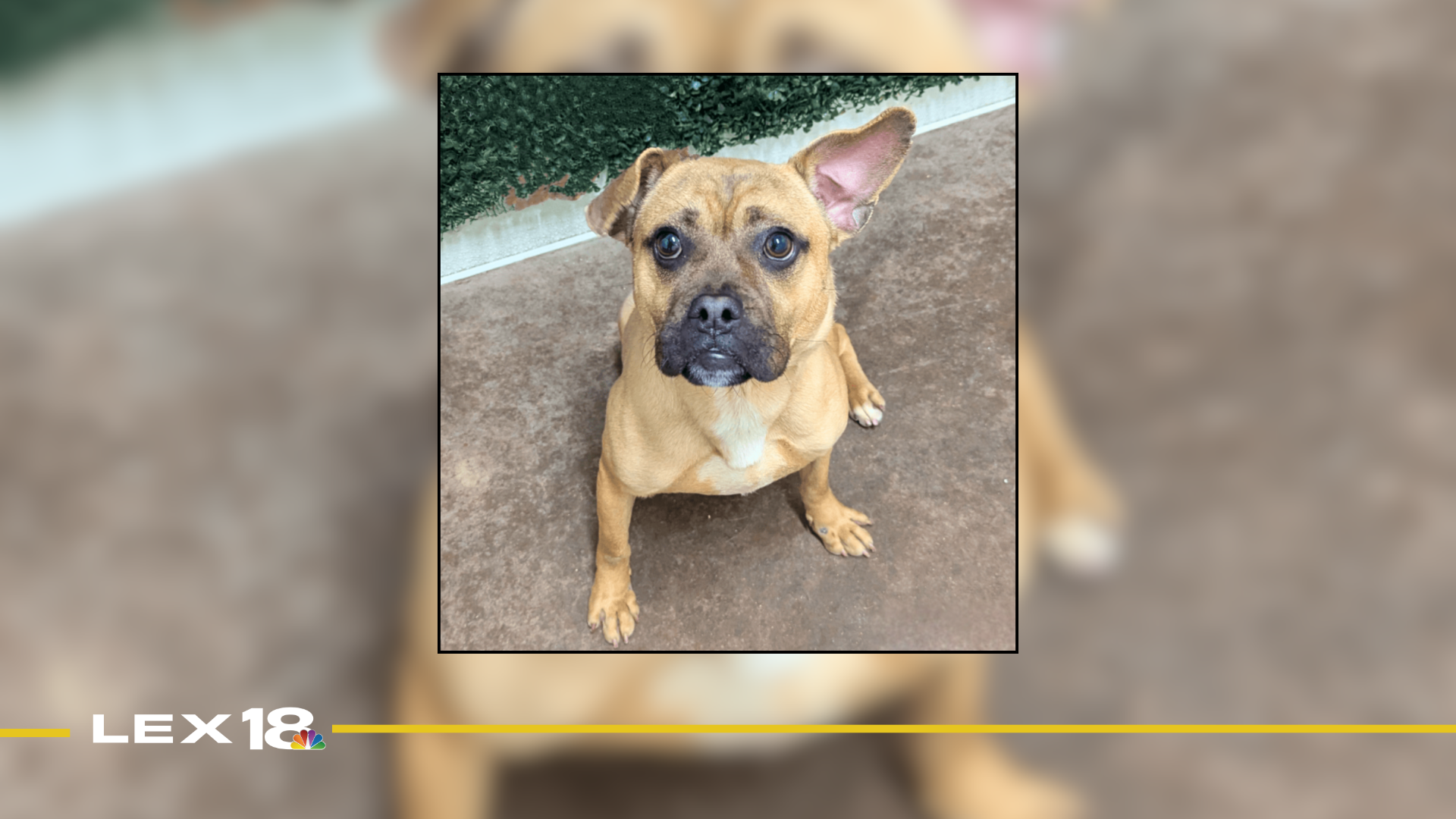 Featured Image Custom Edit (11).png