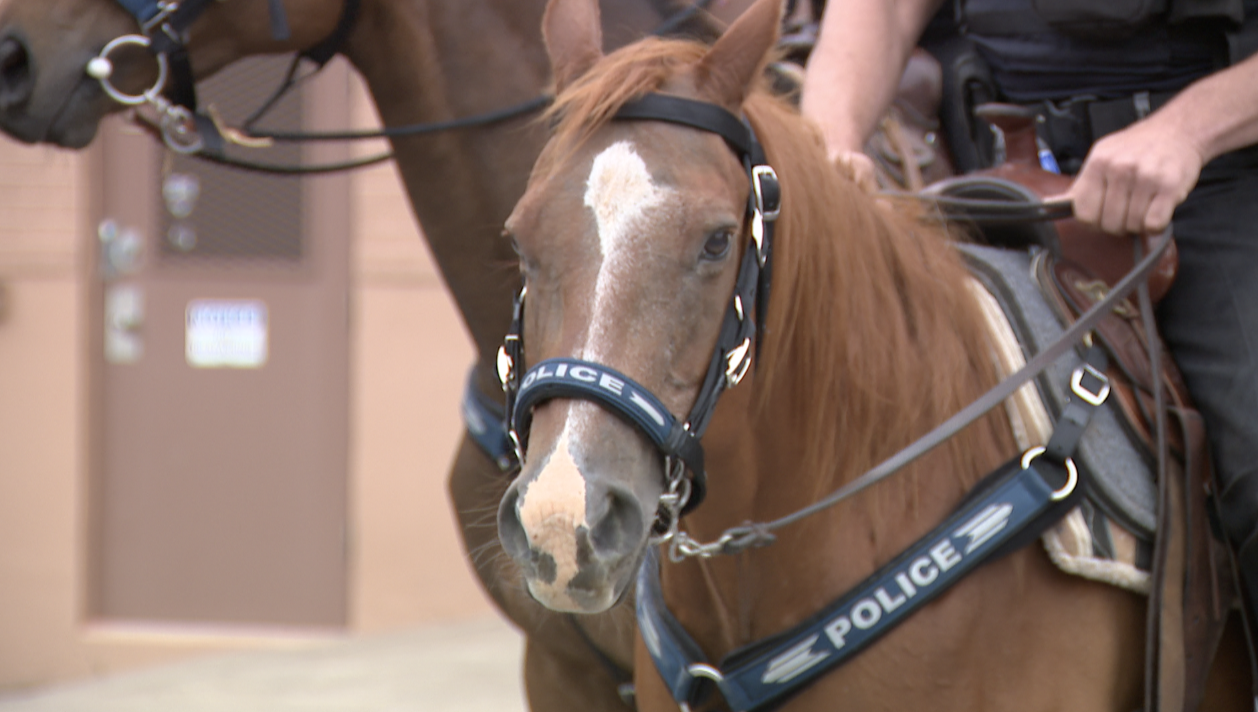 TPD MOUNTED PATROL