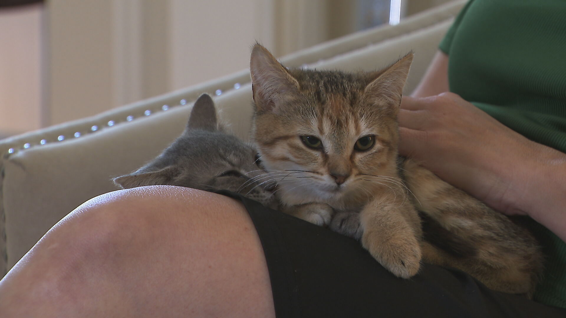 Cats in Nashville 