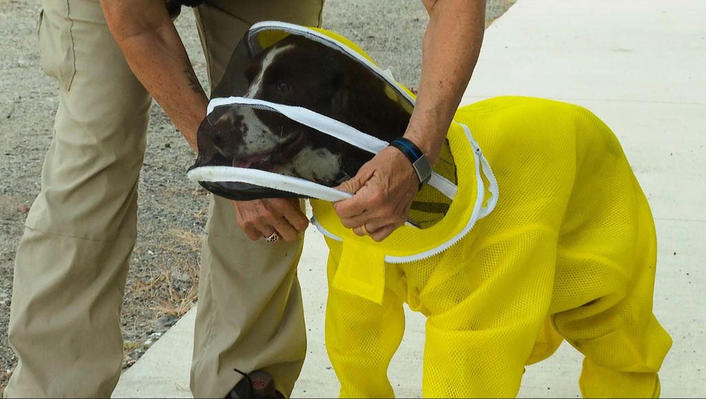 Honey Bee's Best Friend