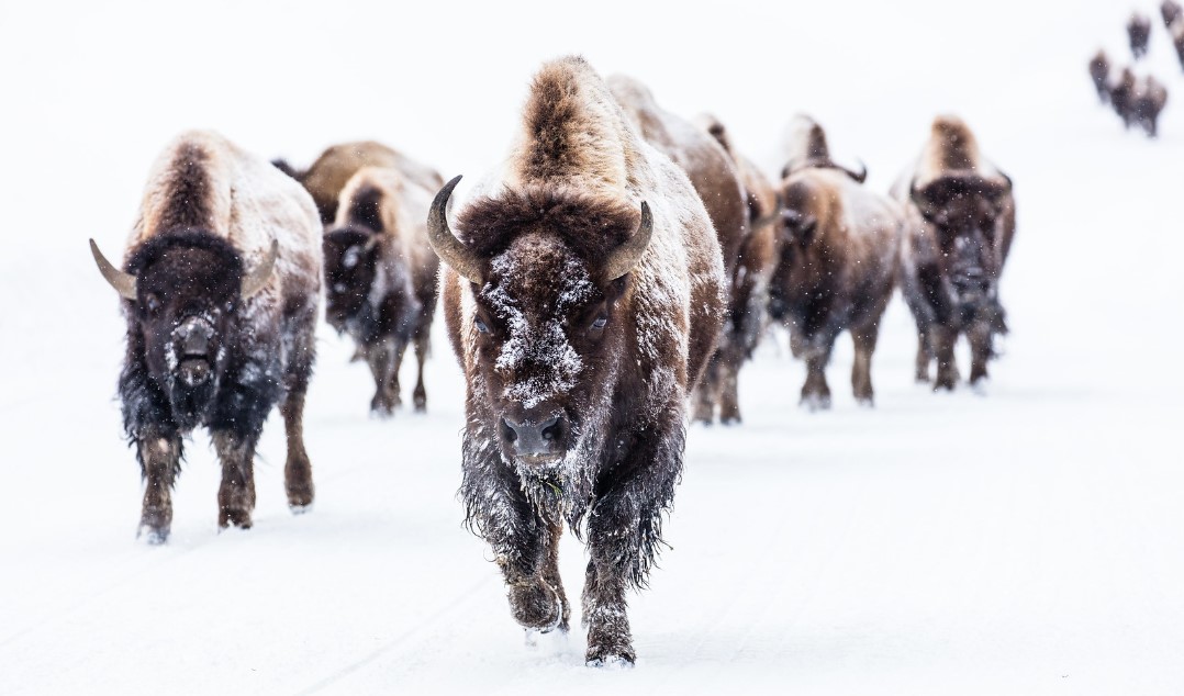 More than 100 bison transferred from Yellowstone National Park to Fort Peck - Vimarsana News