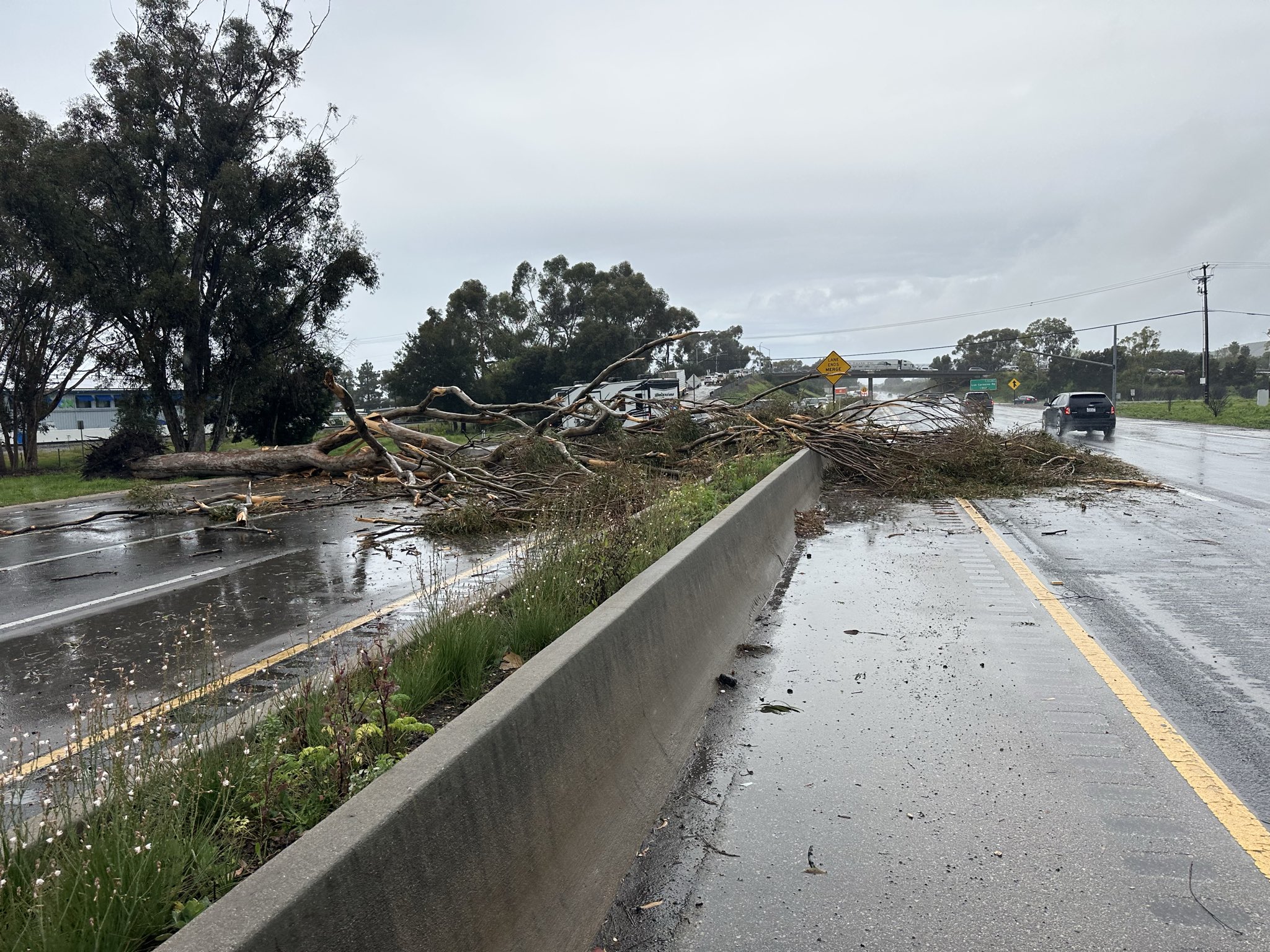 tree blocking 101 fairview goleta.jpg