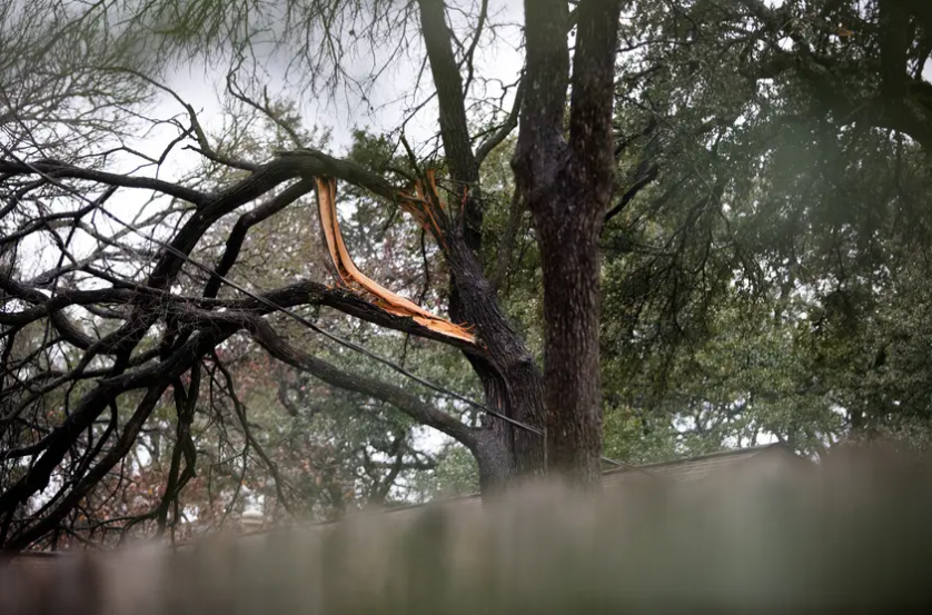 trees.PNG