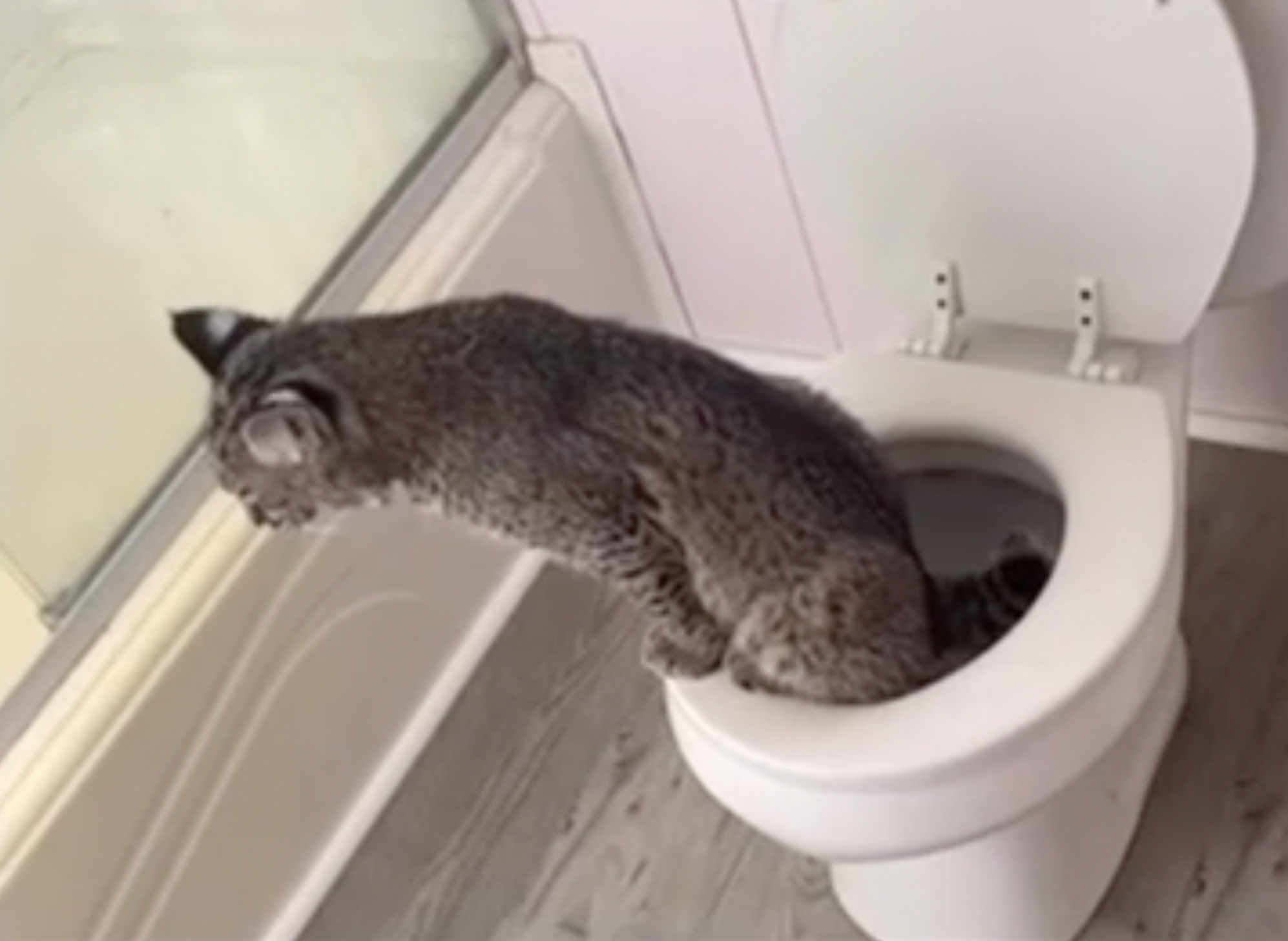 Bane, a Grant County family's pet bobcat, was potty-trained on their toilet
