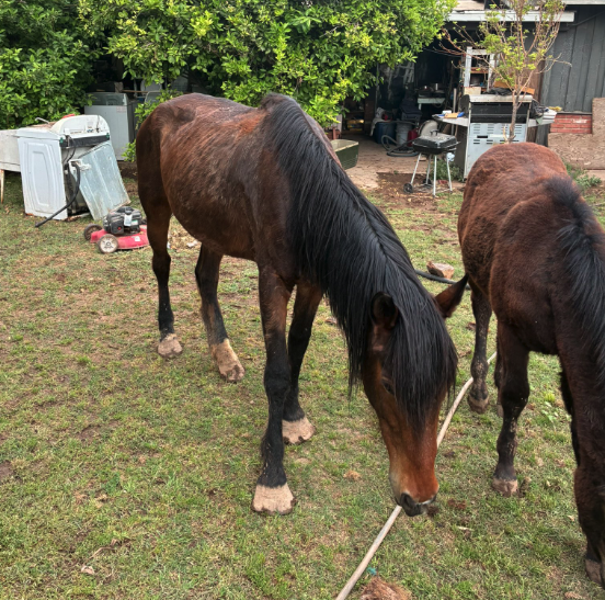 MCSO horse neglect 101st drive and broadway 