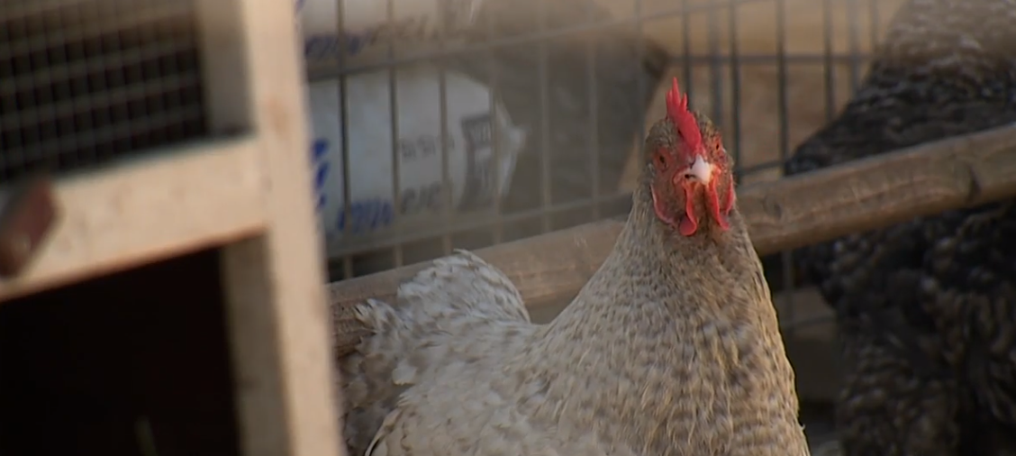Chicken Disease Quarantine.png
