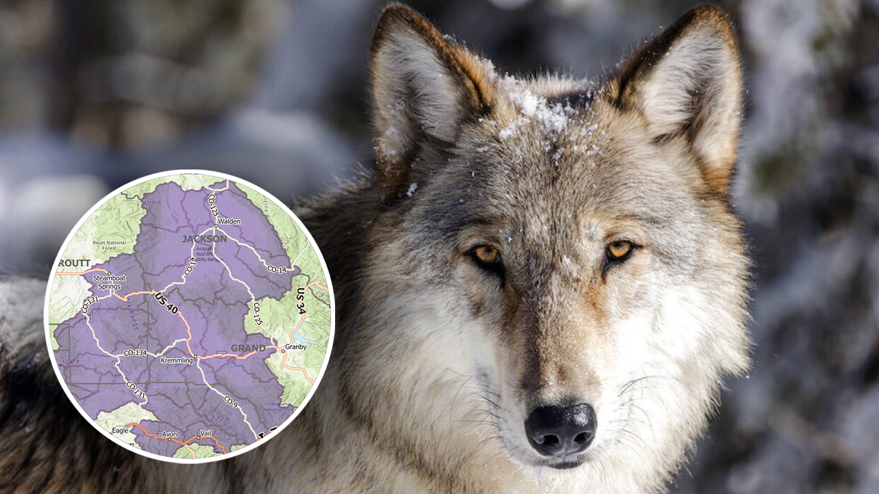 gray wolf first map january 2024.jpg