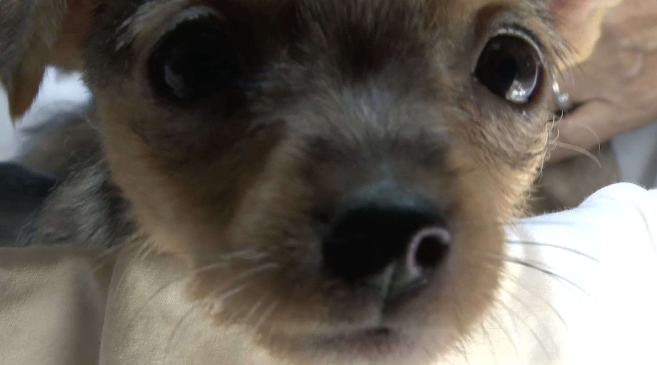 Woman apologizes, admits to dumping puppies at local bar in Burleson County on social media