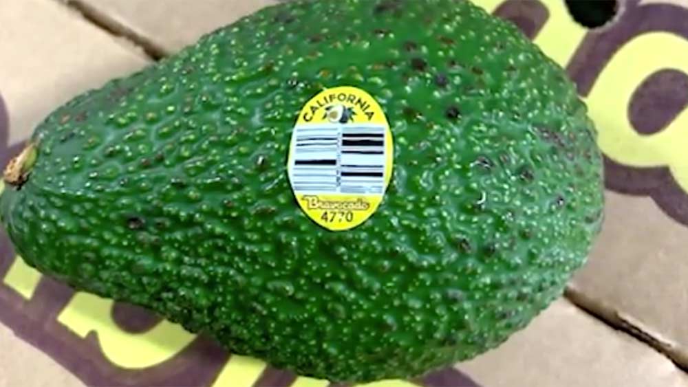 The Henry Avocado Corporation has recalled its California-grown avocados because of a potential listeria contamination.