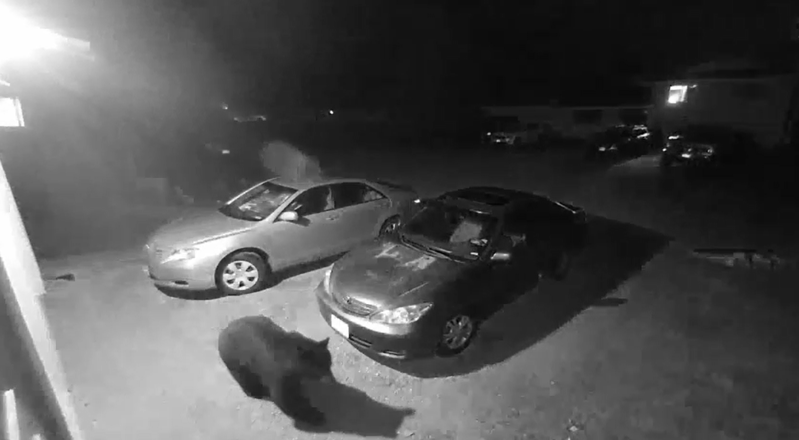 Bear Sighting