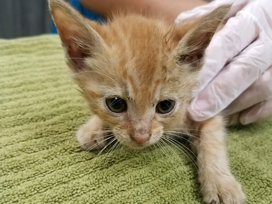 sd_humane_society_kitten_thrown.jpg