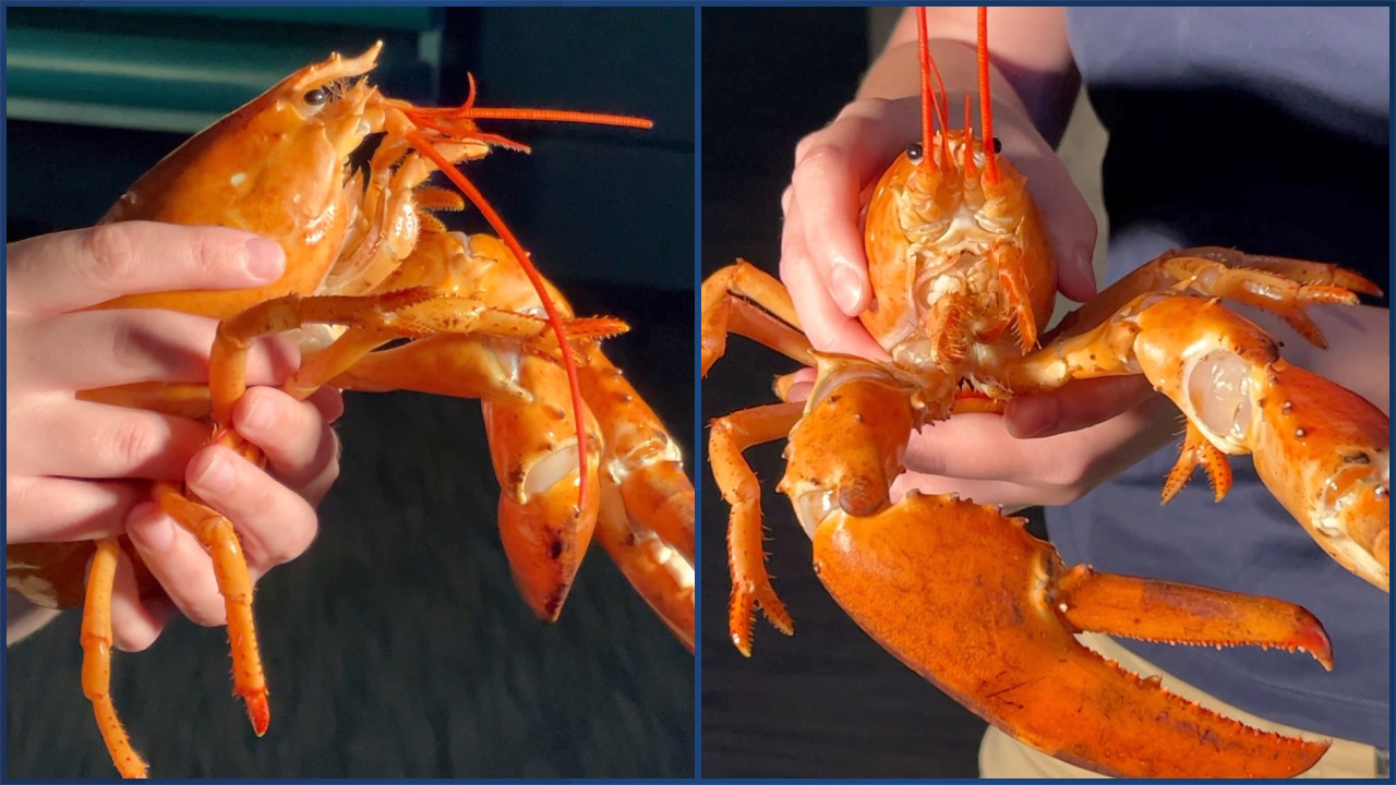 Orange lobster odysea.jpg
