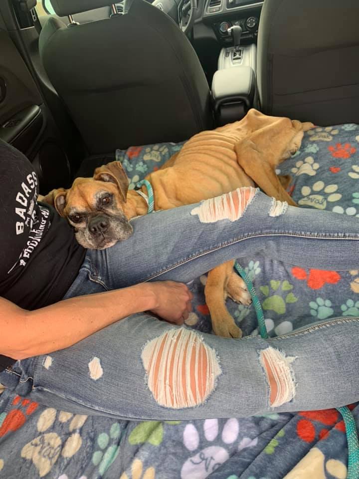 Boxer Luv Rescue