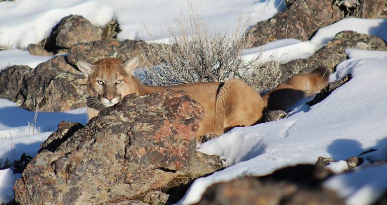 Bobcat