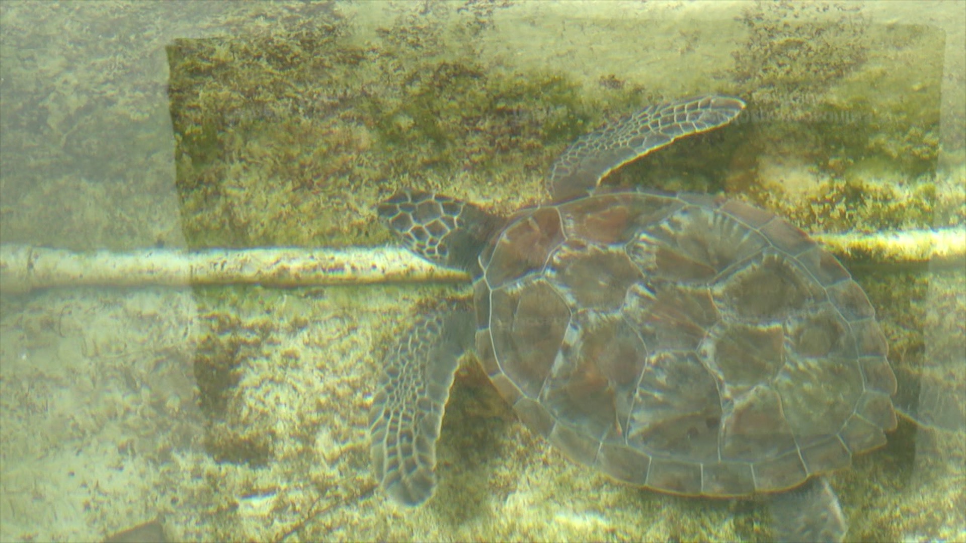 Bolognese the sea turtle