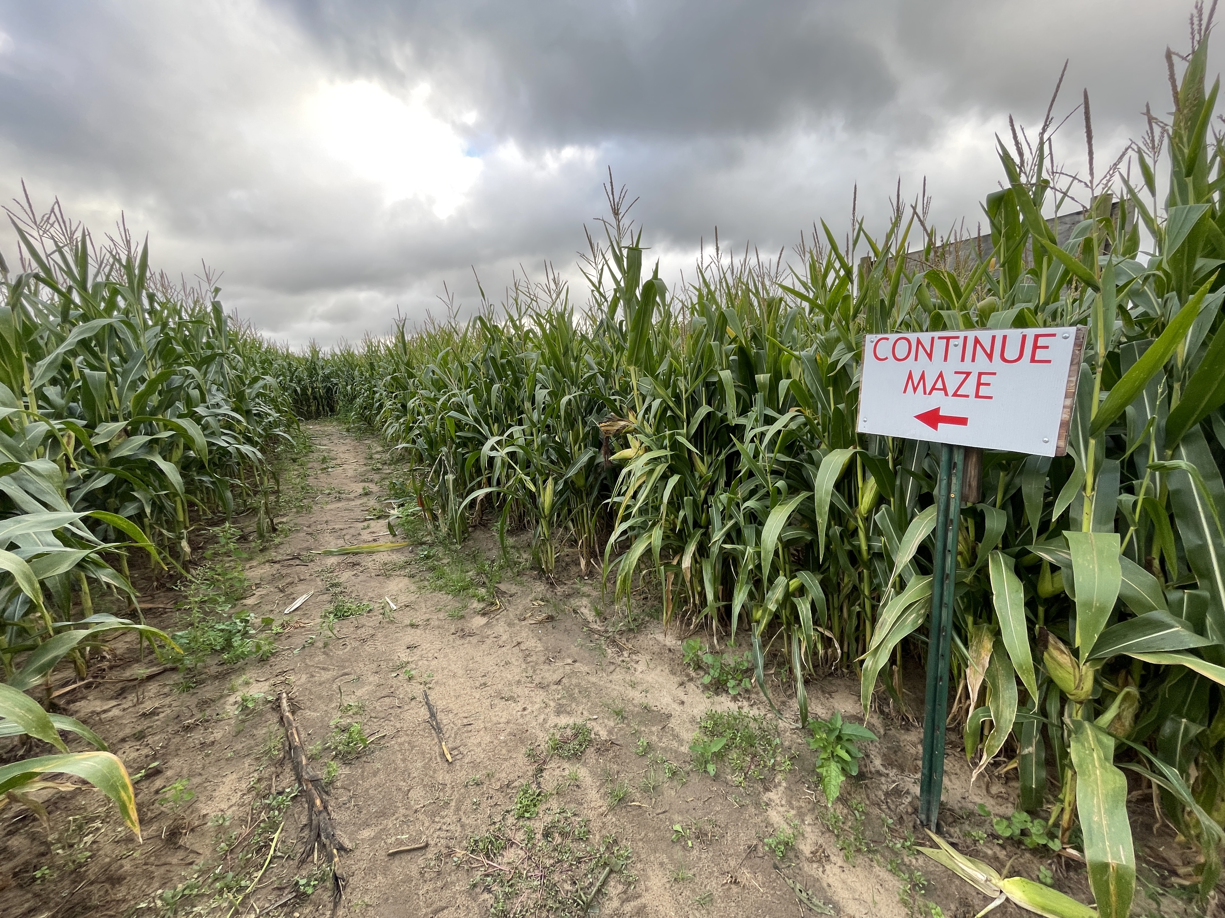 Robinette's corn maze